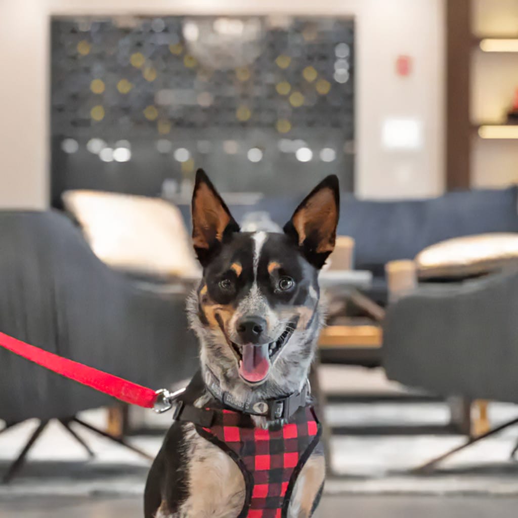 Image of an employee's cute dog in the Airoom® Design & Build Showroom